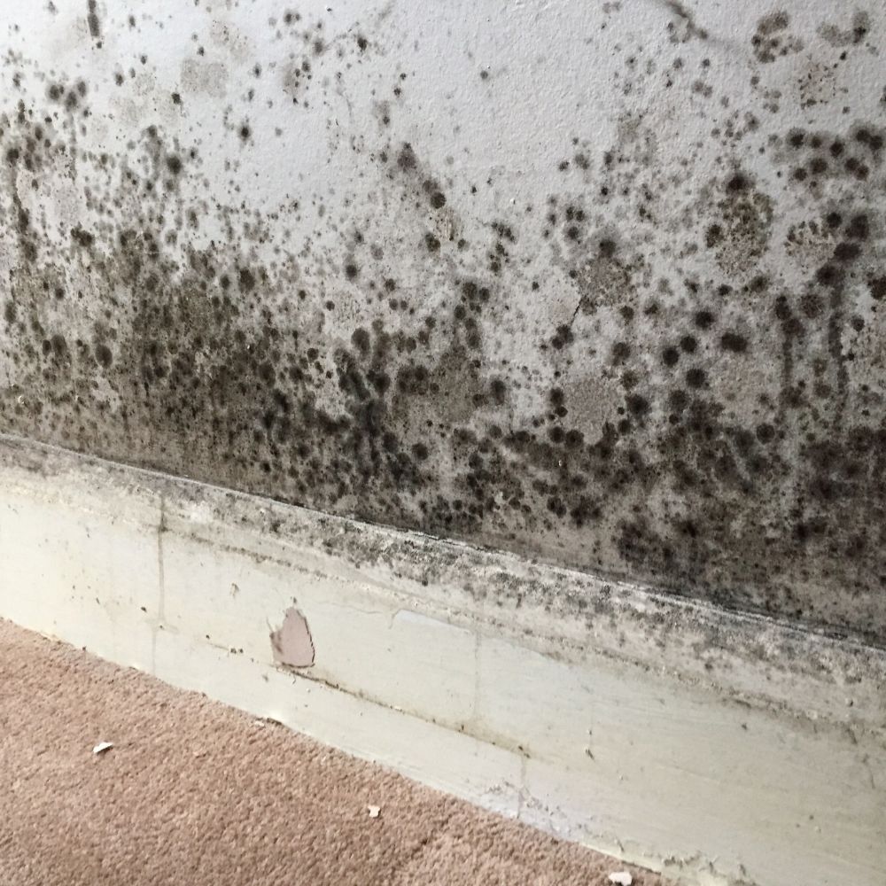 Renters Rights Act 11 Mould