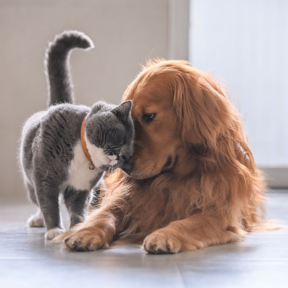 Renters Rights Act 6 Pets Renting
